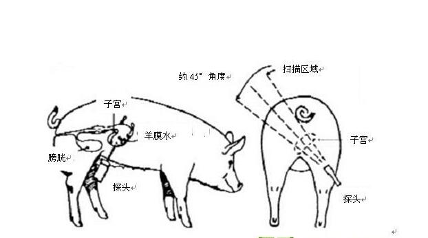 便攜式豬用B超,便攜豬用B超,便攜豬用B超機,豬用B超機特點,豬用B超機用途