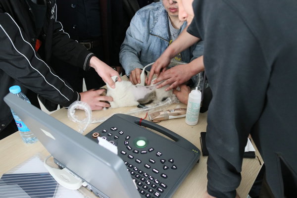 寵物模特接受大為醫療寵物超聲檢查